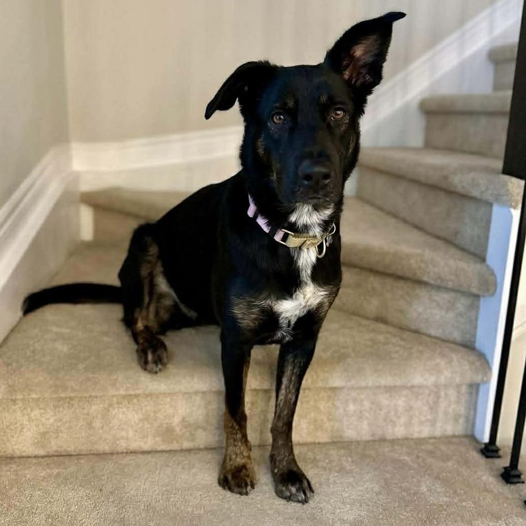 Enlarge Leia, a ADOPTABLE mixed breed in Ottawa, ON image 3/6