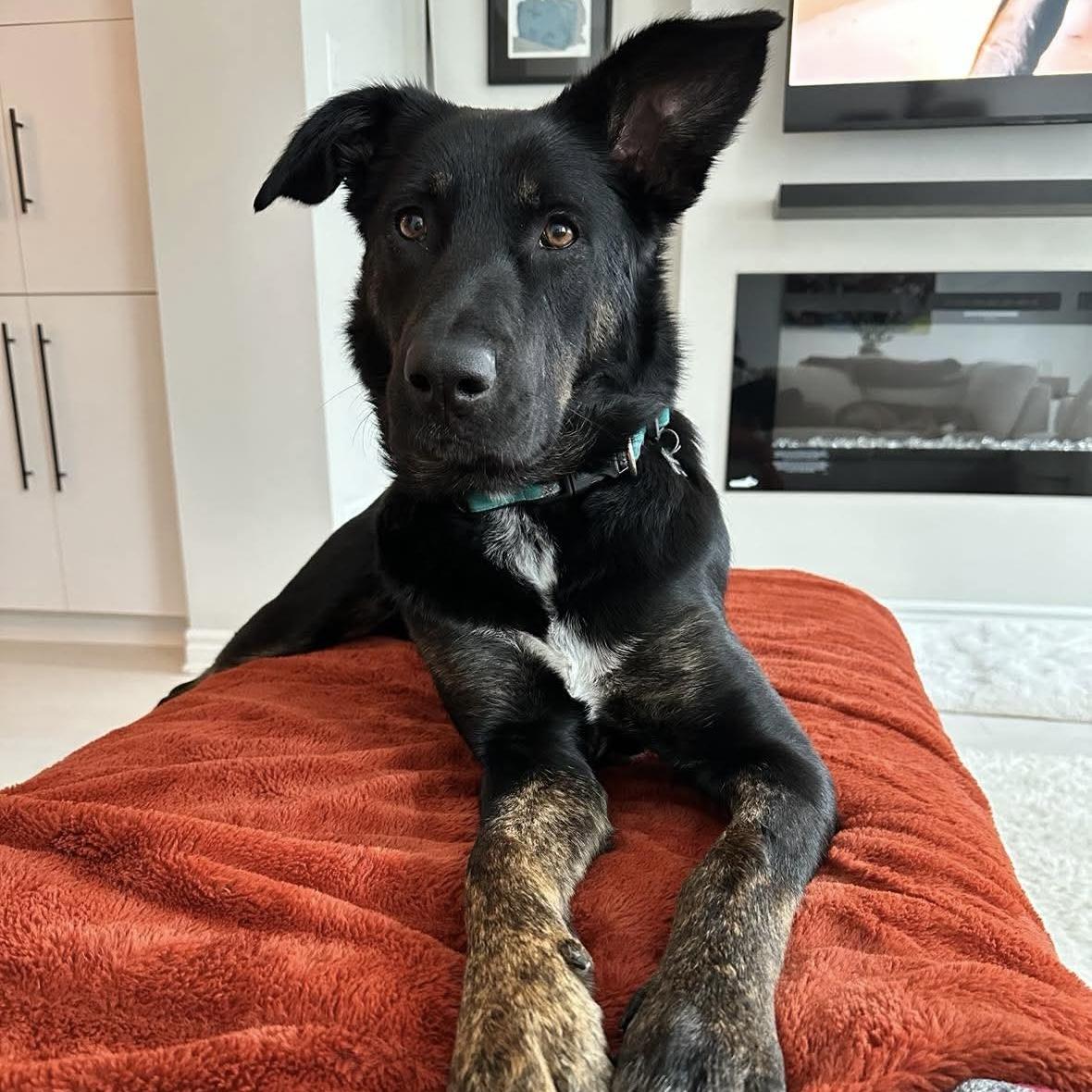 Leia, ADOPTABLE, Young Female German Shepherd Dog & Alaskan Malamute.