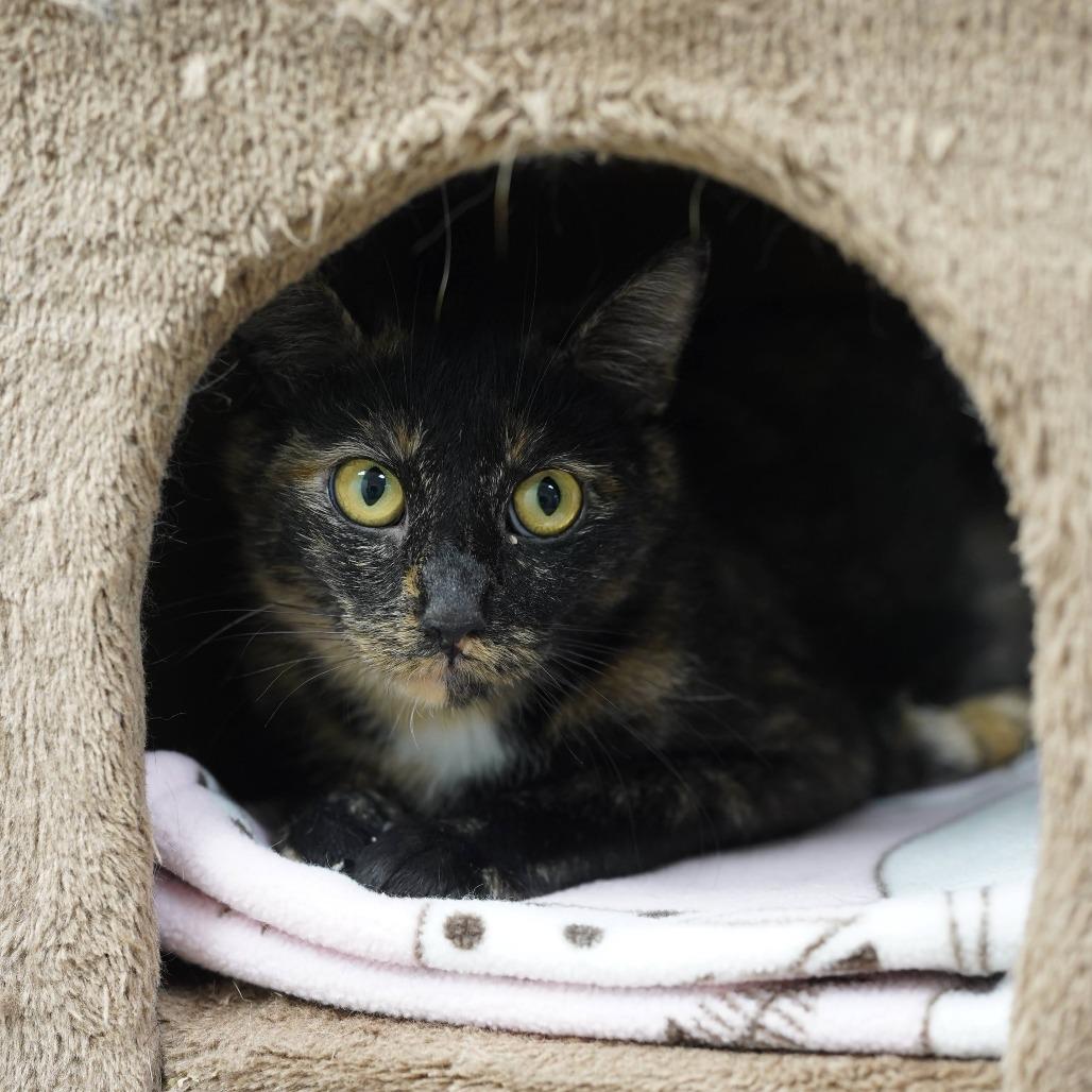 Reina, Adoptable, Young Female Domestic Short Hair.