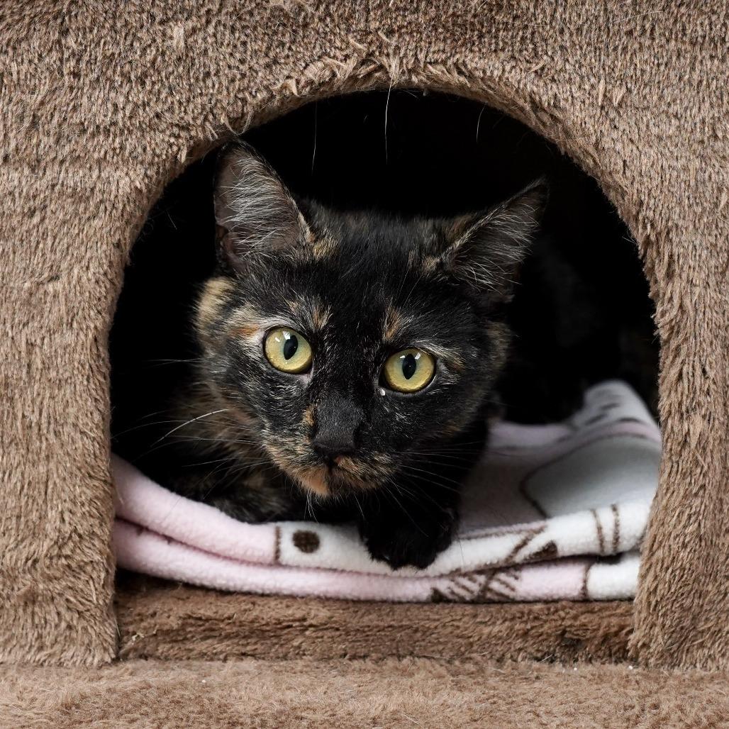 Enlarge Reina, a Adoptable Domestic Short Hair in Naperville, IL image 2/3