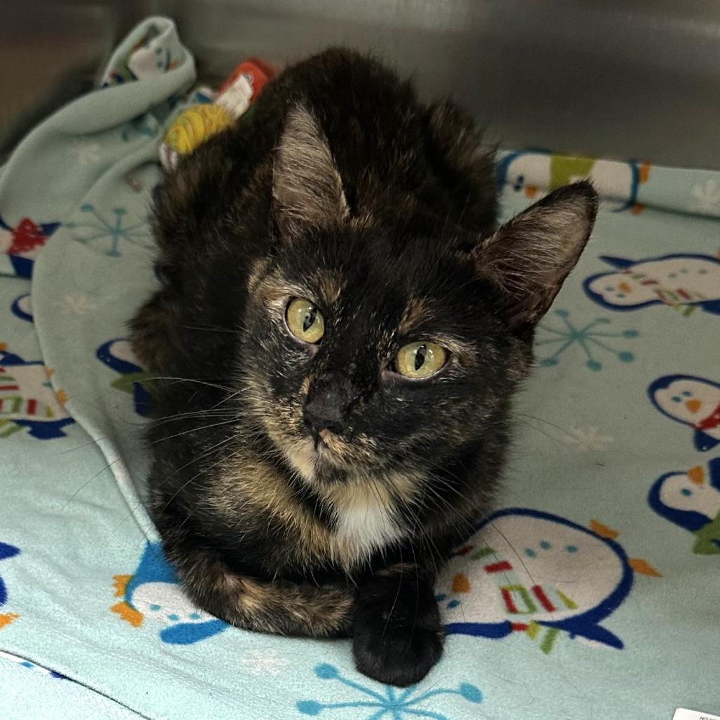 Enlarge Reina, a Adoptable Domestic Short Hair in Naperville, IL image 3/3
