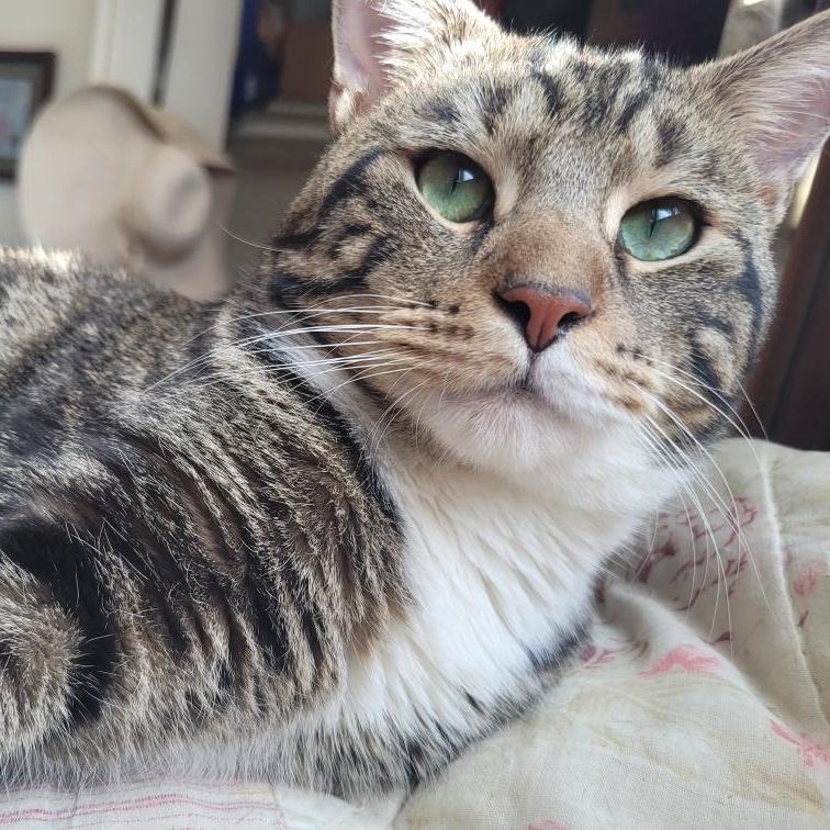 Bear, an adopted Domestic Short Hair in College Park, MD image 1/4