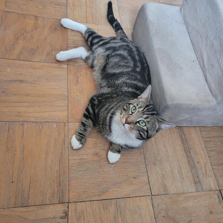 Bear, an adopted Domestic Short Hair in College Park, MD image 2/4
