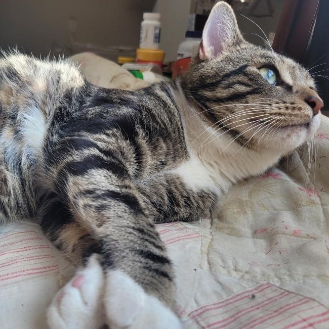 Bear, an adopted Domestic Short Hair in College Park, MD image 4/4