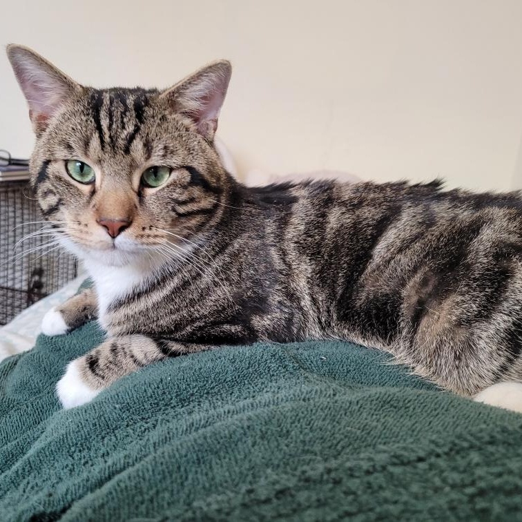 Bear, an adopted Domestic Short Hair in College Park, MD image 3/4