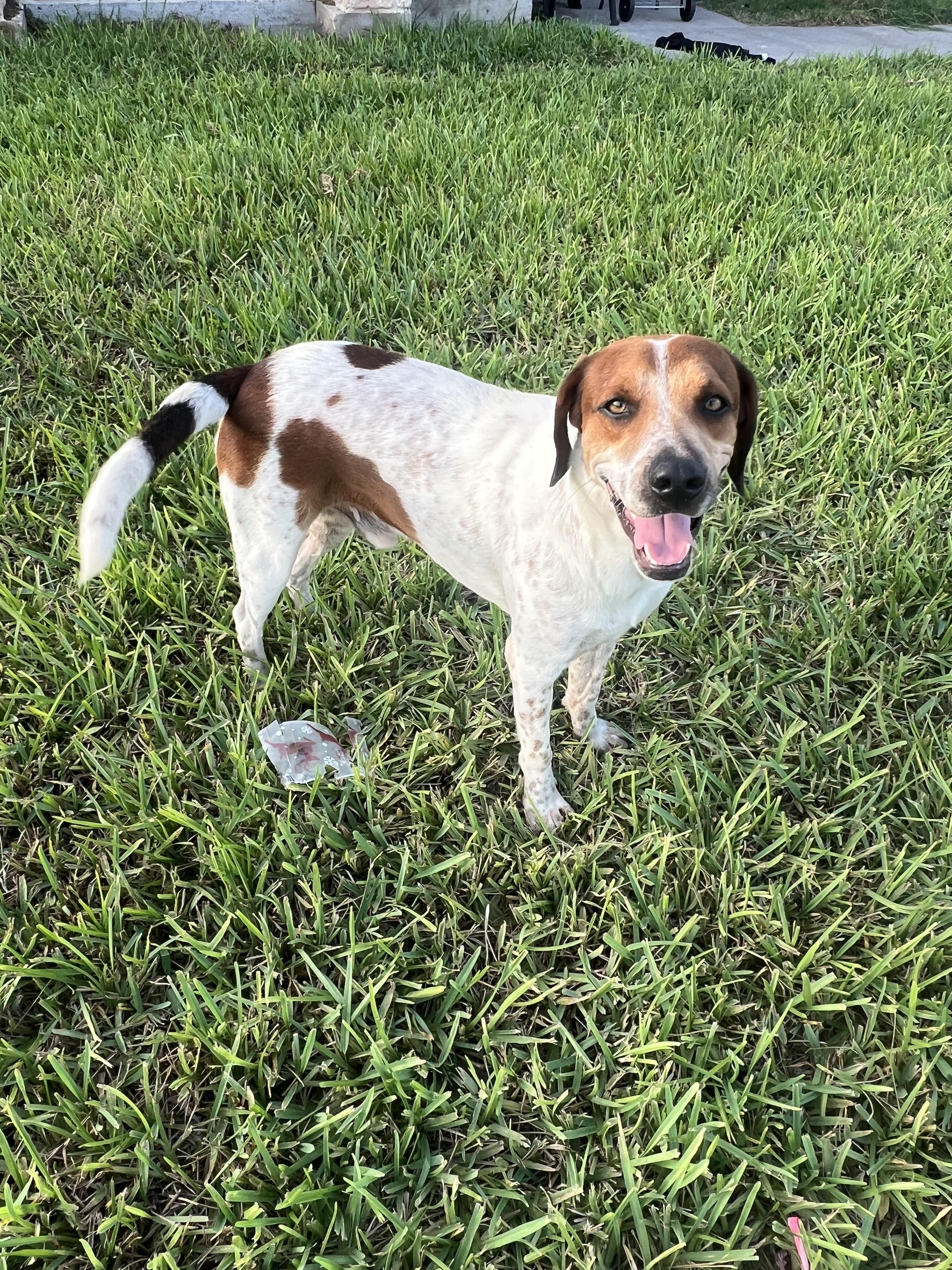 Enlarge Rocky, a Adoptable mixed breed in Billings, MT image 5/6