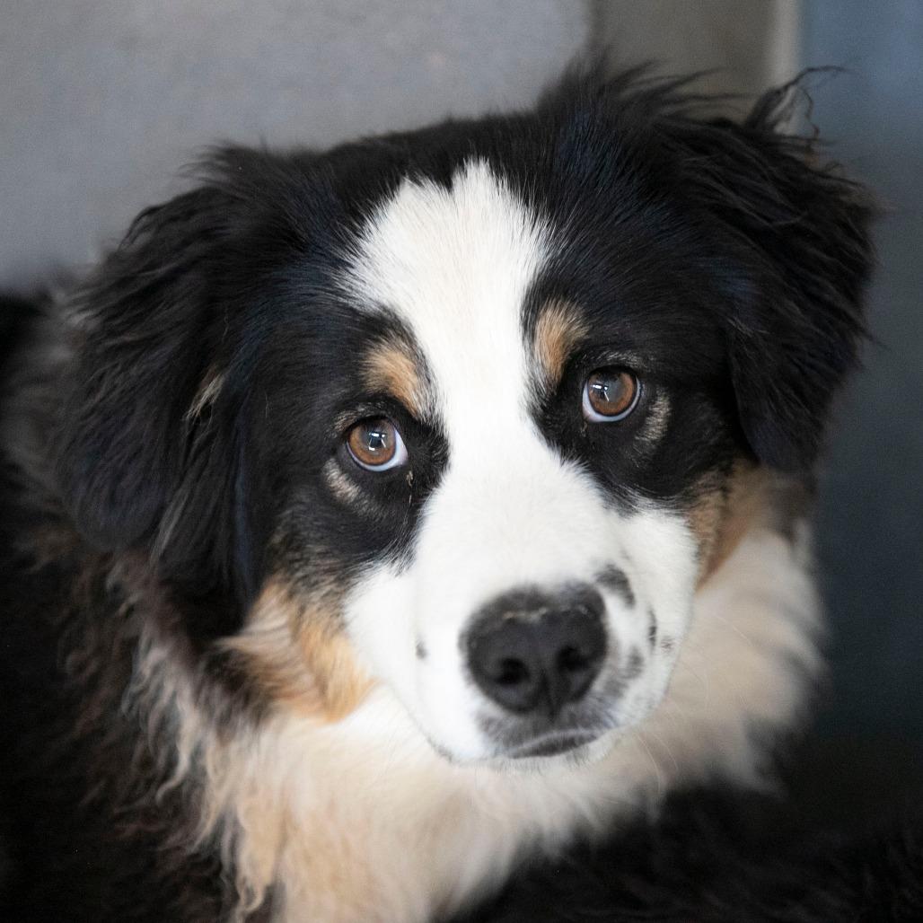 Enlarge Cinch (MR26-99), a Adoptable Australian Shepherd in Peyton, CO image 1/5