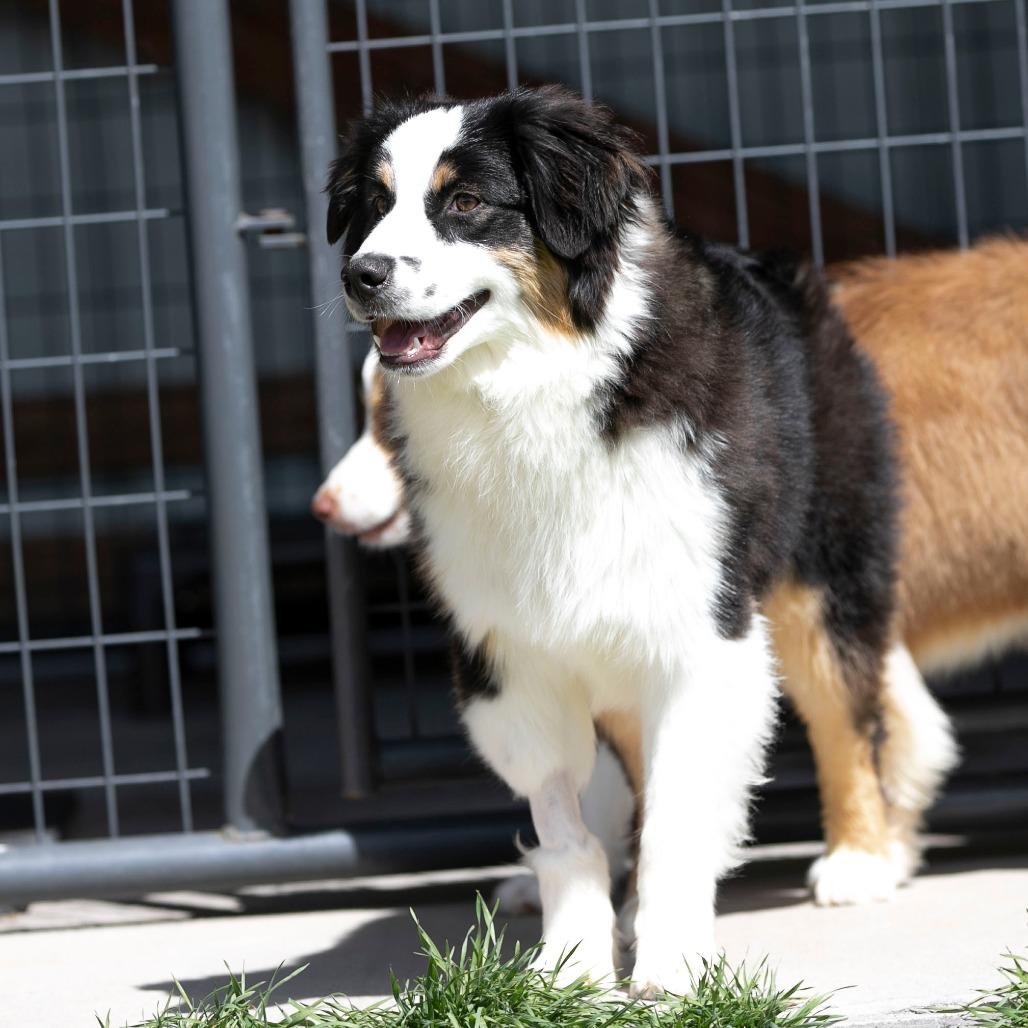 Enlarge Cinch (MR26-99), a Adoptable Australian Shepherd in Peyton, CO image 2/5