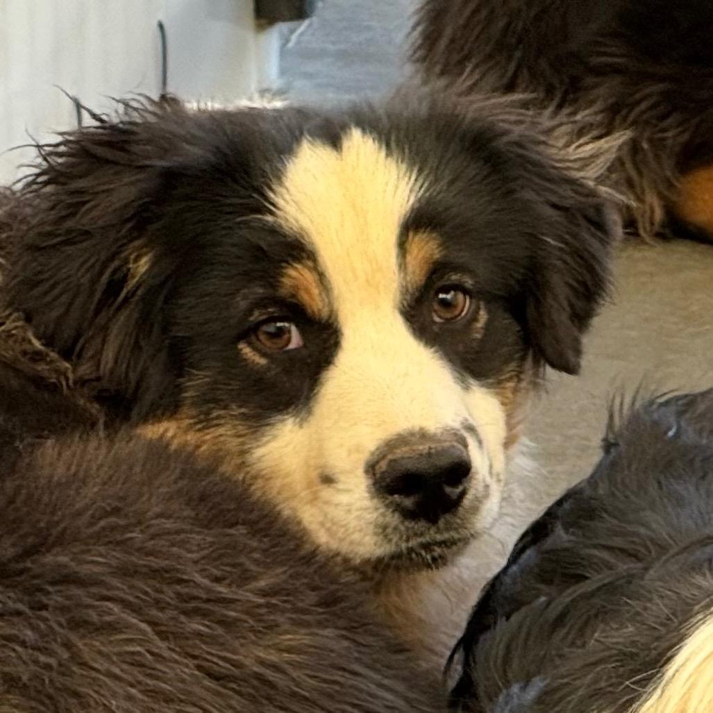 Enlarge Cinch (MR26-99), a Adoptable Australian Shepherd in Peyton, CO image 3/5