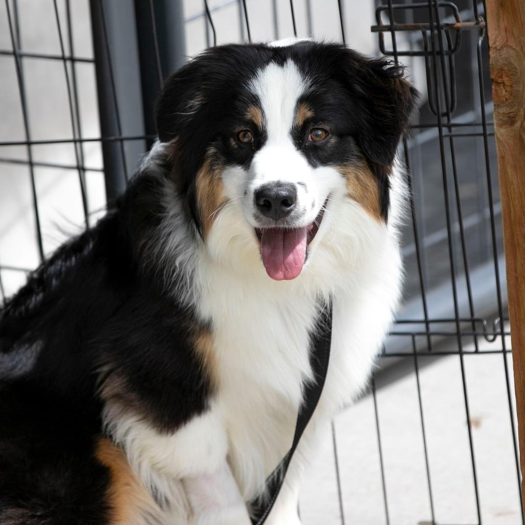 Enlarge Cinch (MR26-99), a Adoptable Australian Shepherd in Peyton, CO image 4/6