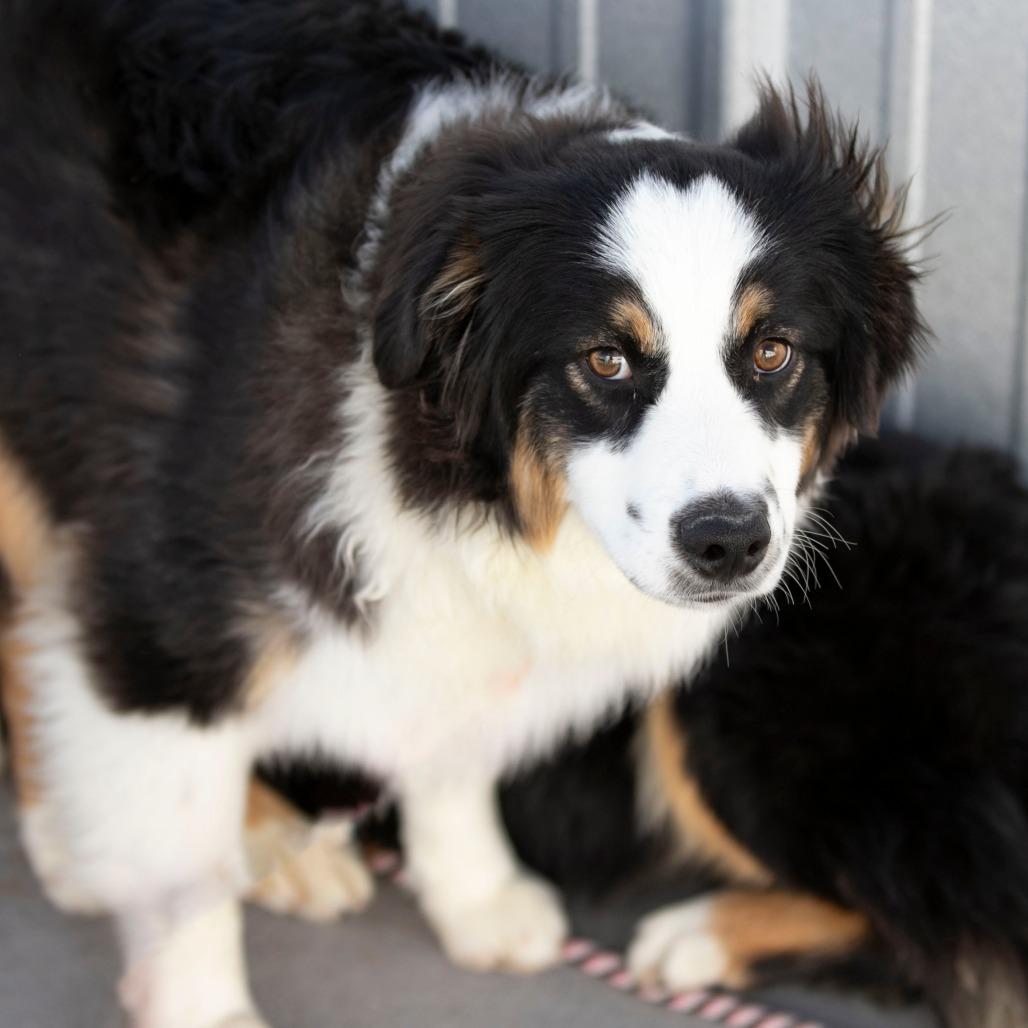 Enlarge Cinch (MR26-99), a Adoptable Australian Shepherd in Peyton, CO image 4/5