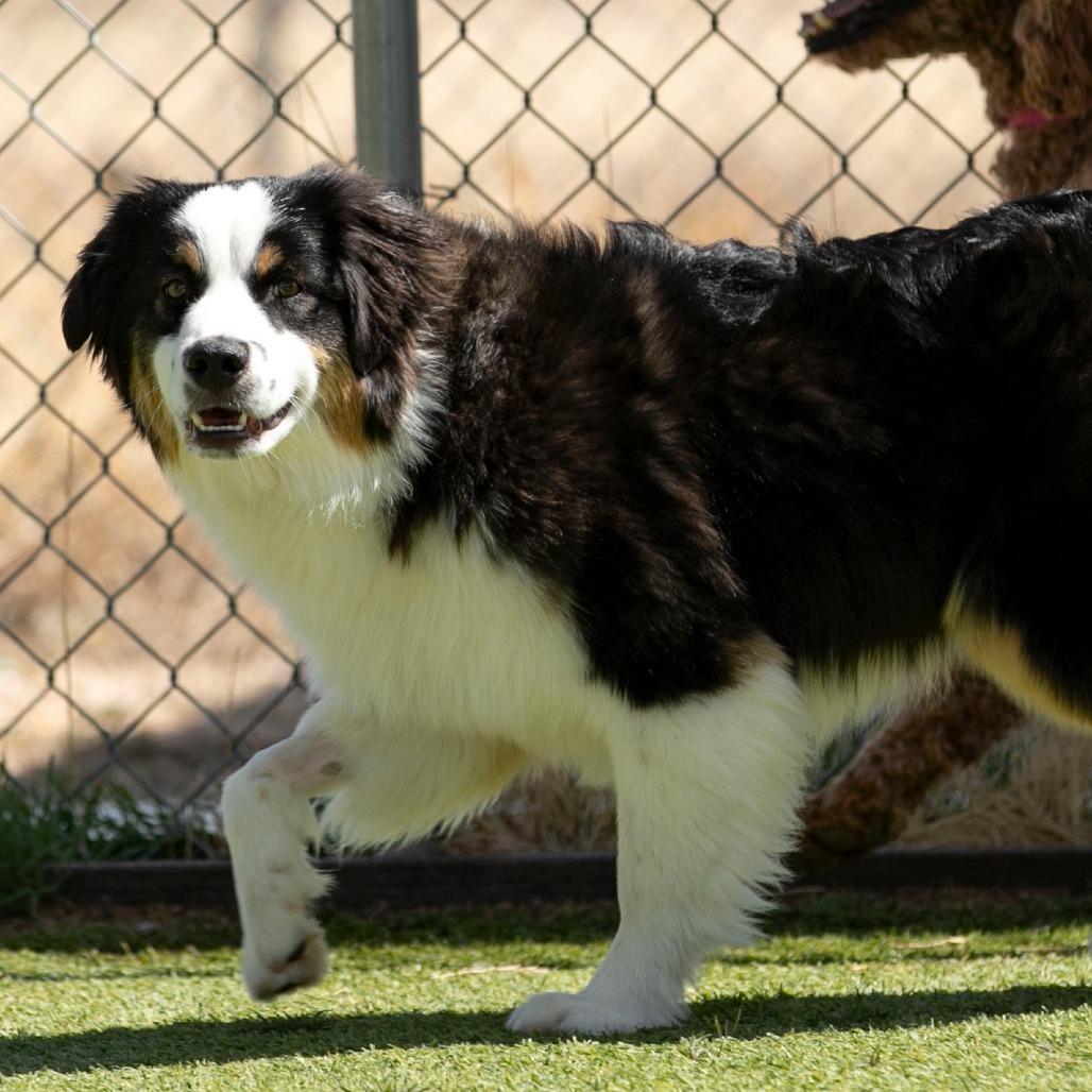 Enlarge Cinch (MR26-99), a Adoptable Australian Shepherd in Peyton, CO image 5/5