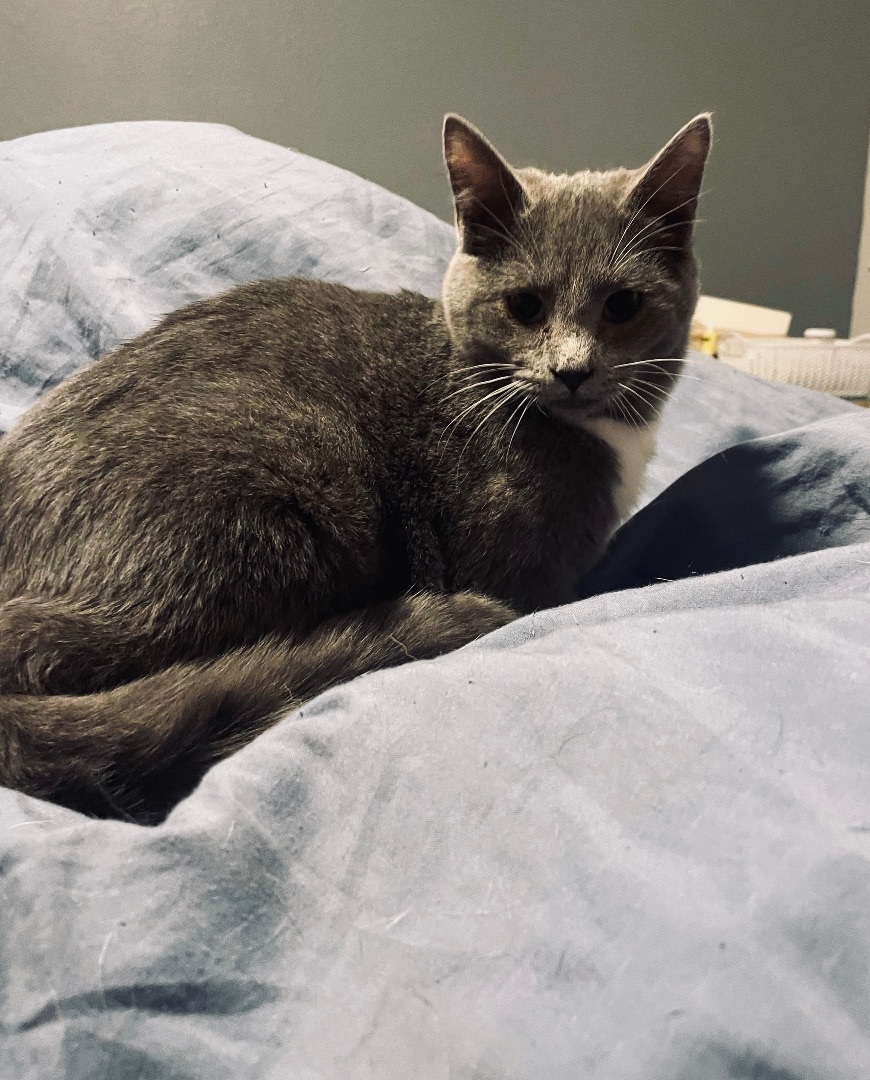 Walker, Adoptable, Kitten Male Domestic Short Hair.