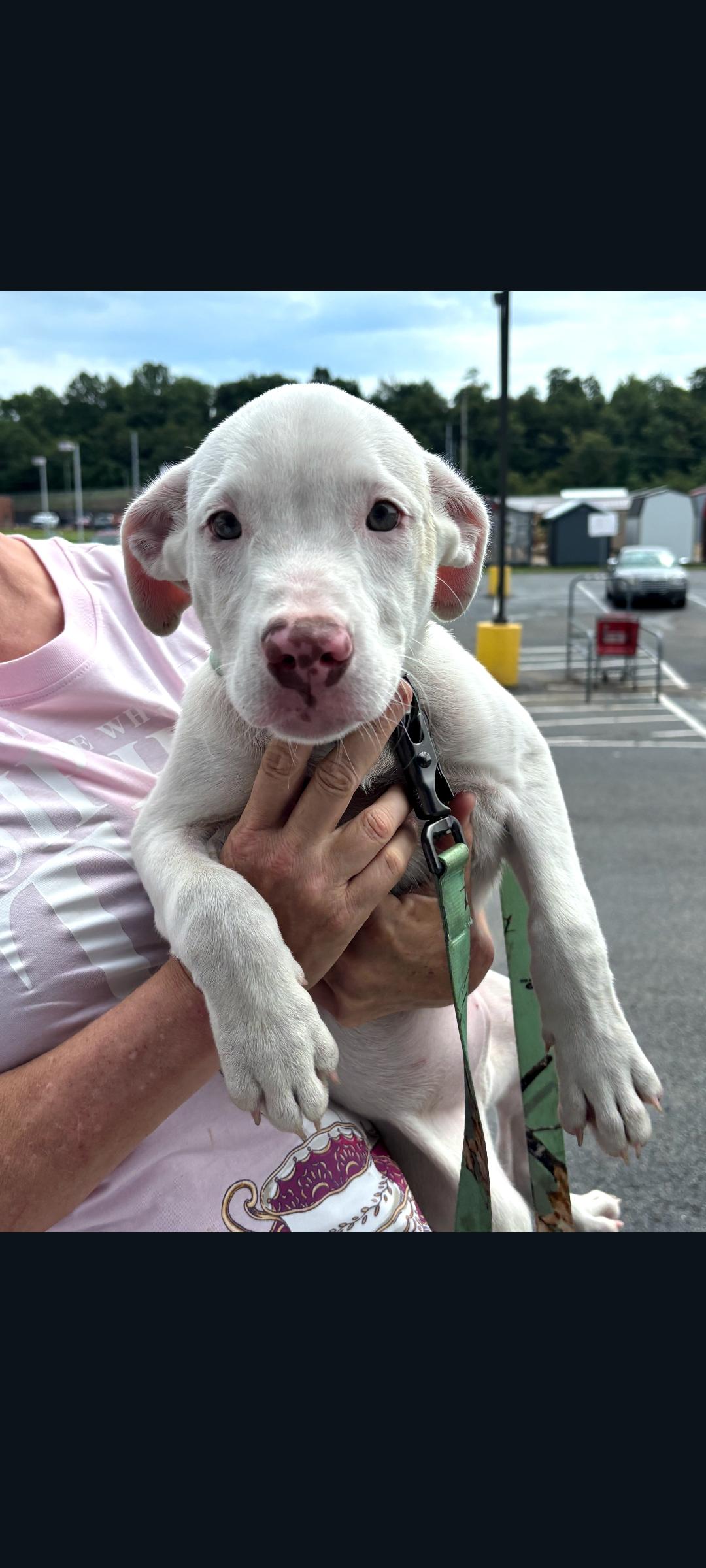 Tai, Adoptable, Puppy Male Pit Bull Terrier.