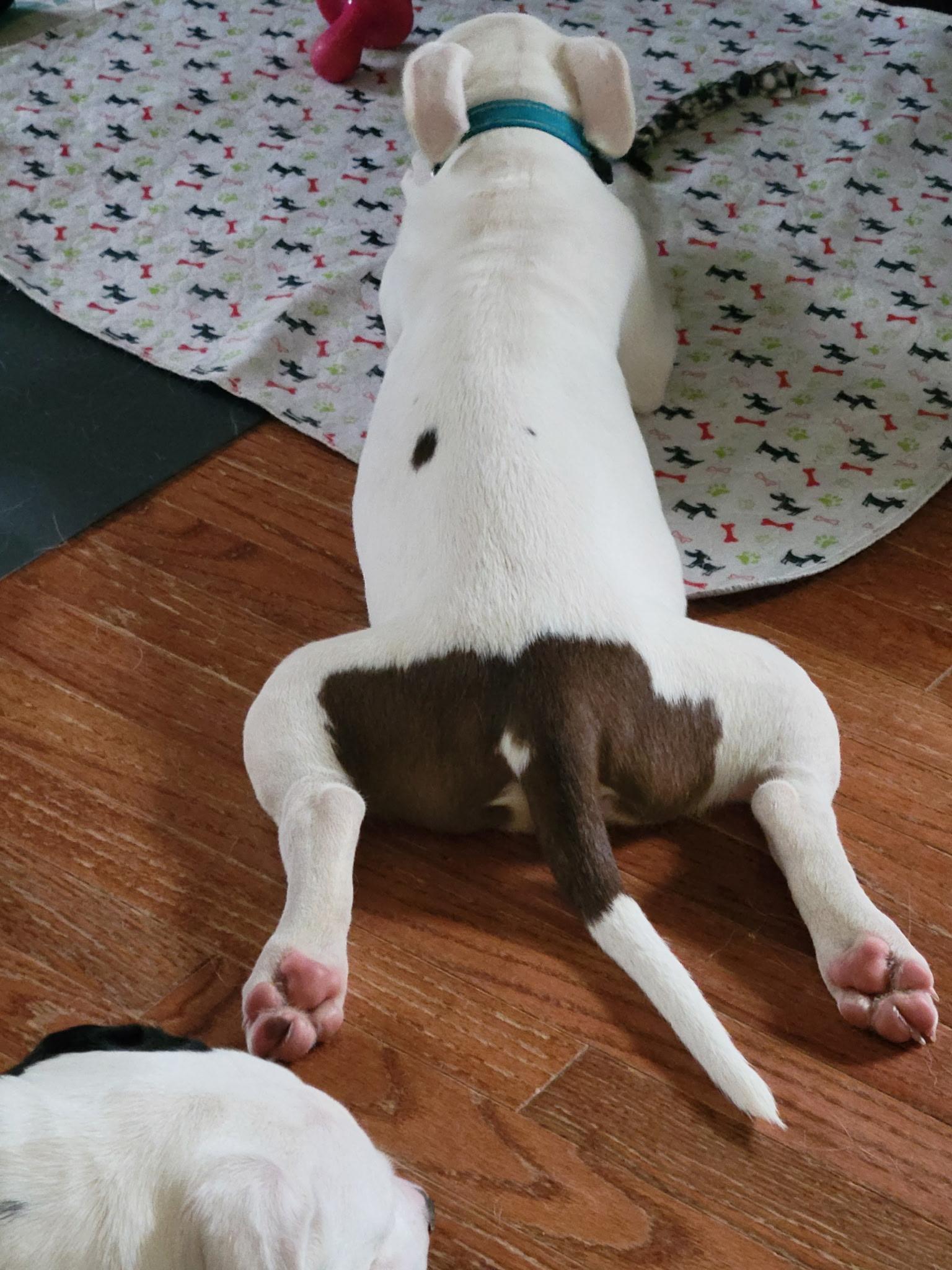 Enlarge Tai, a Adoptable mixed breed in Lewis Center, OH image 2/6