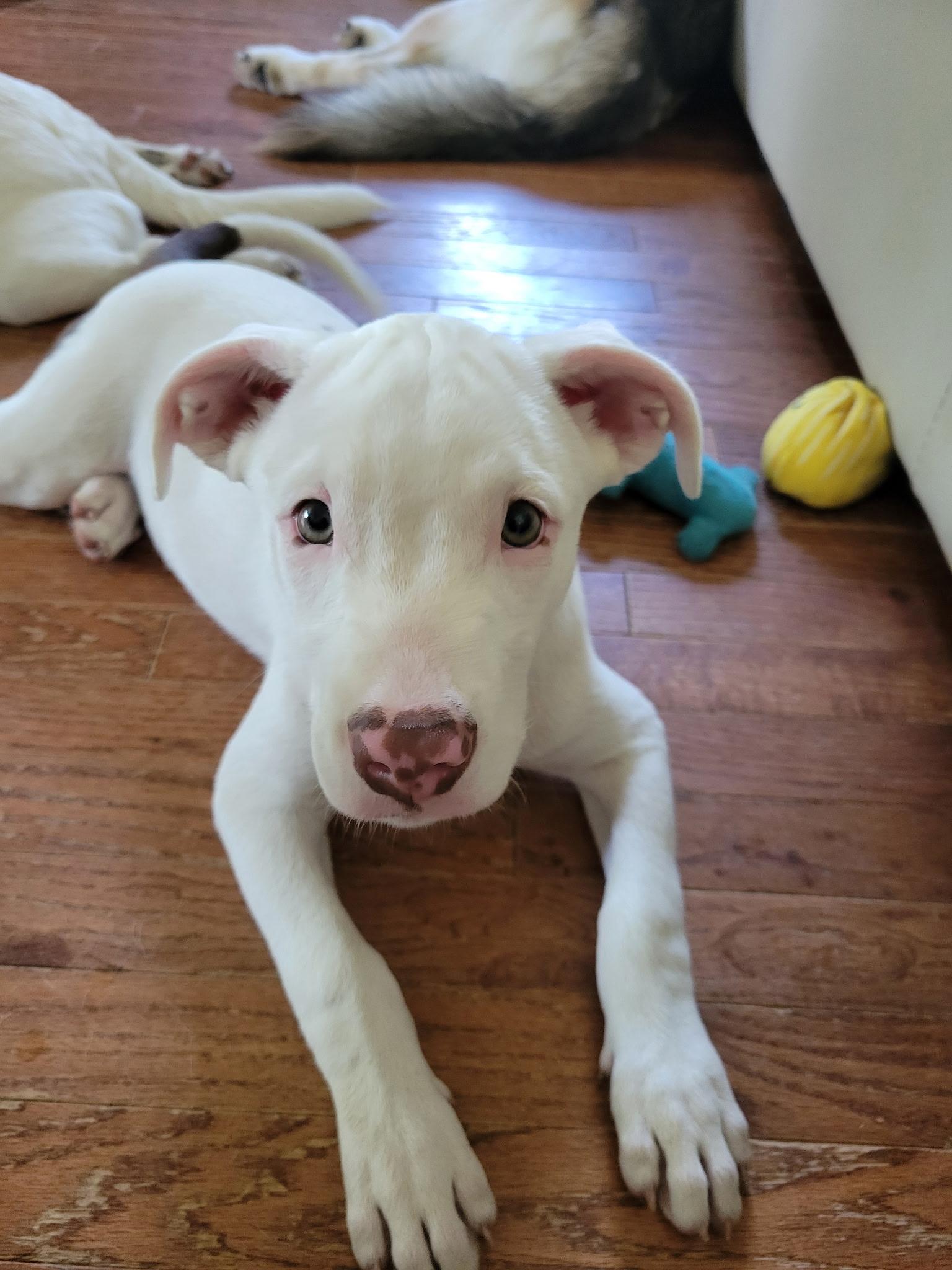 Enlarge Tai, a Adoptable mixed breed in Lewis Center, OH image 4/6
