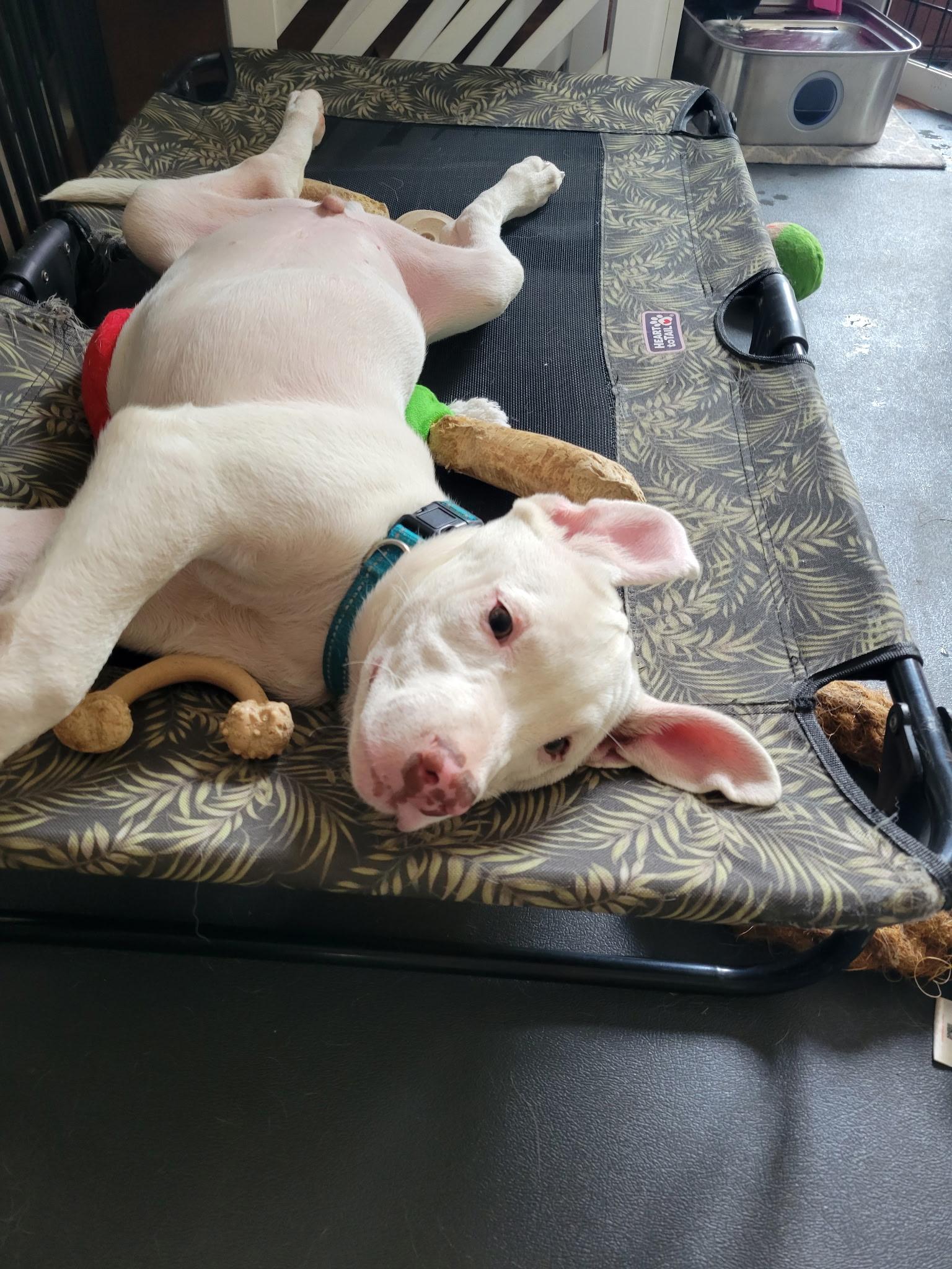 Enlarge Tai, a Adoptable mixed breed in Lewis Center, OH image 5/6