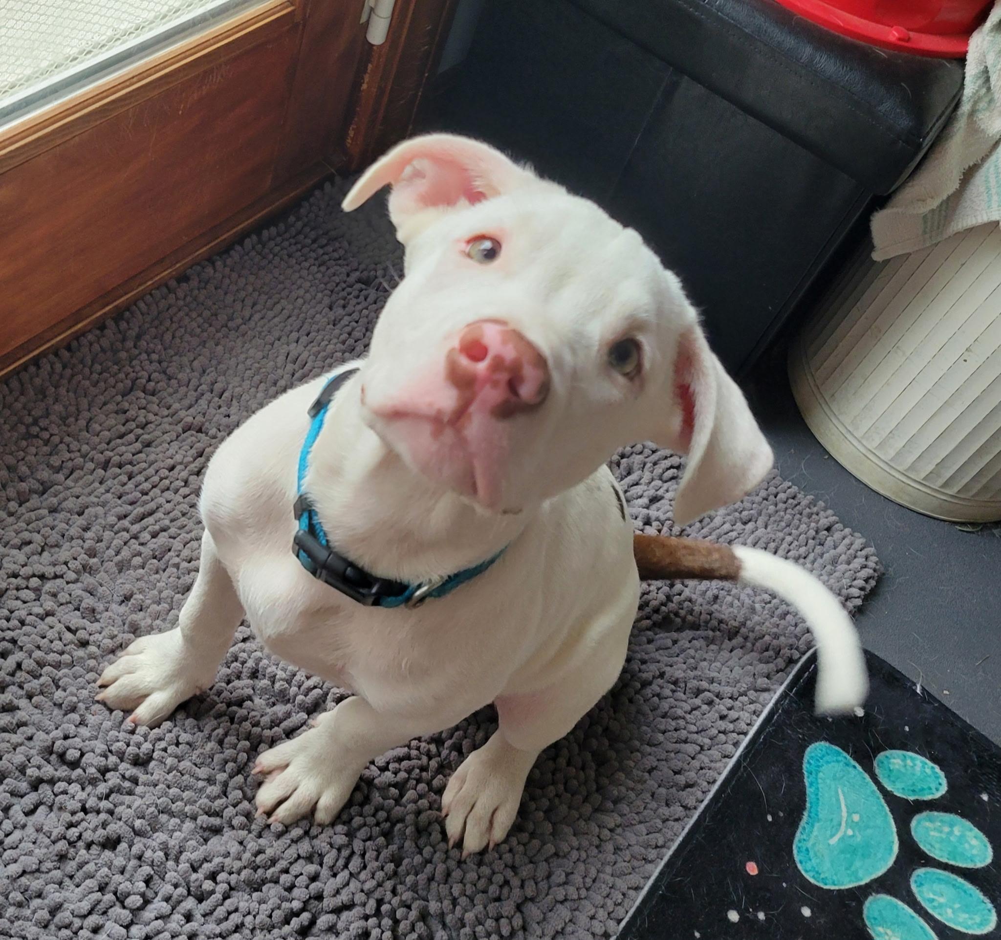 Enlarge Tai, a Adoptable mixed breed in Lewis Center, OH image 6/6