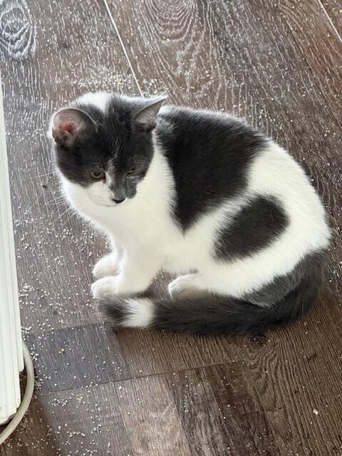 Kit Cat, Adoptable, Kitten Female Domestic Short Hair.