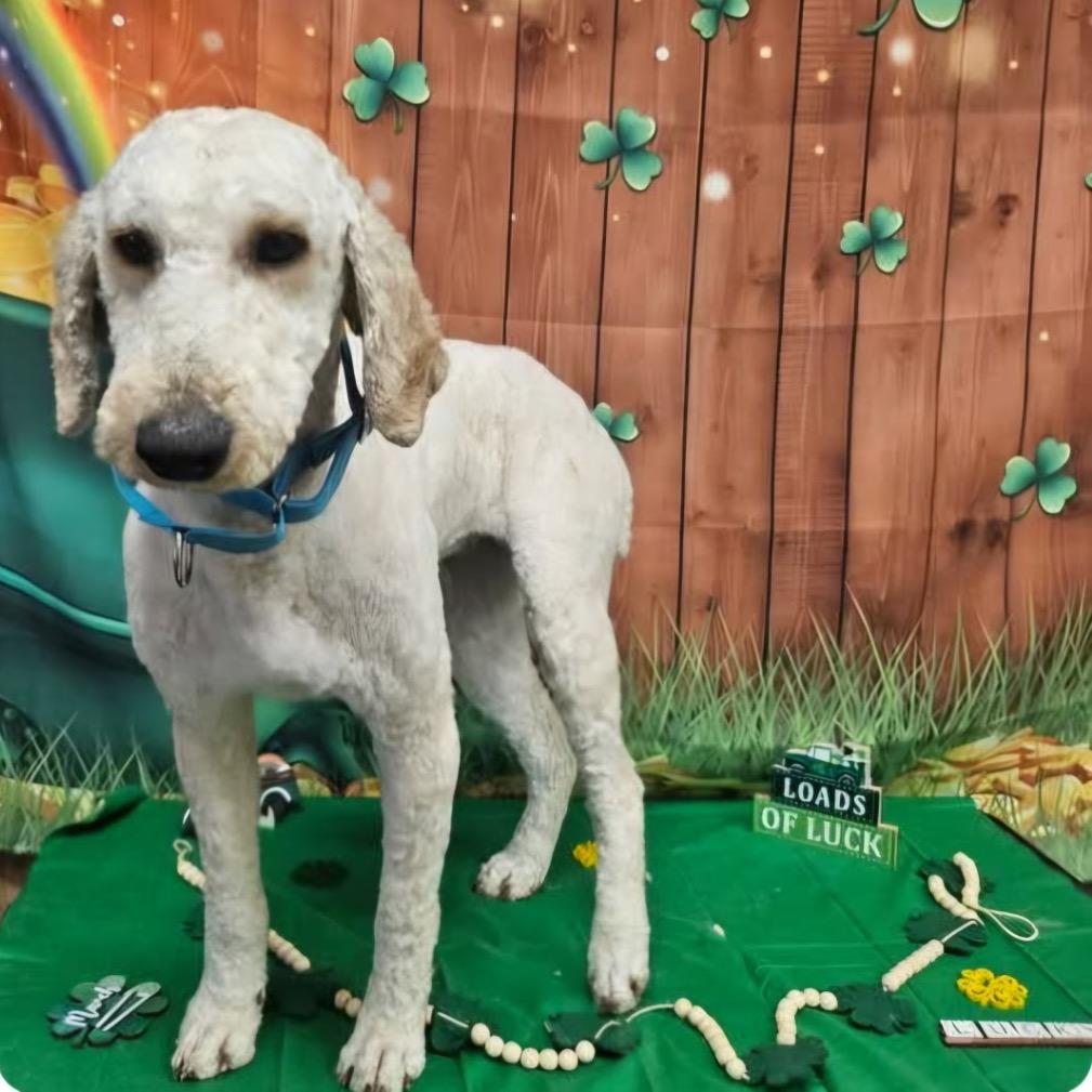 Winnie, Adoptable, Adult Female Standard Poodle & Golden Retriever.