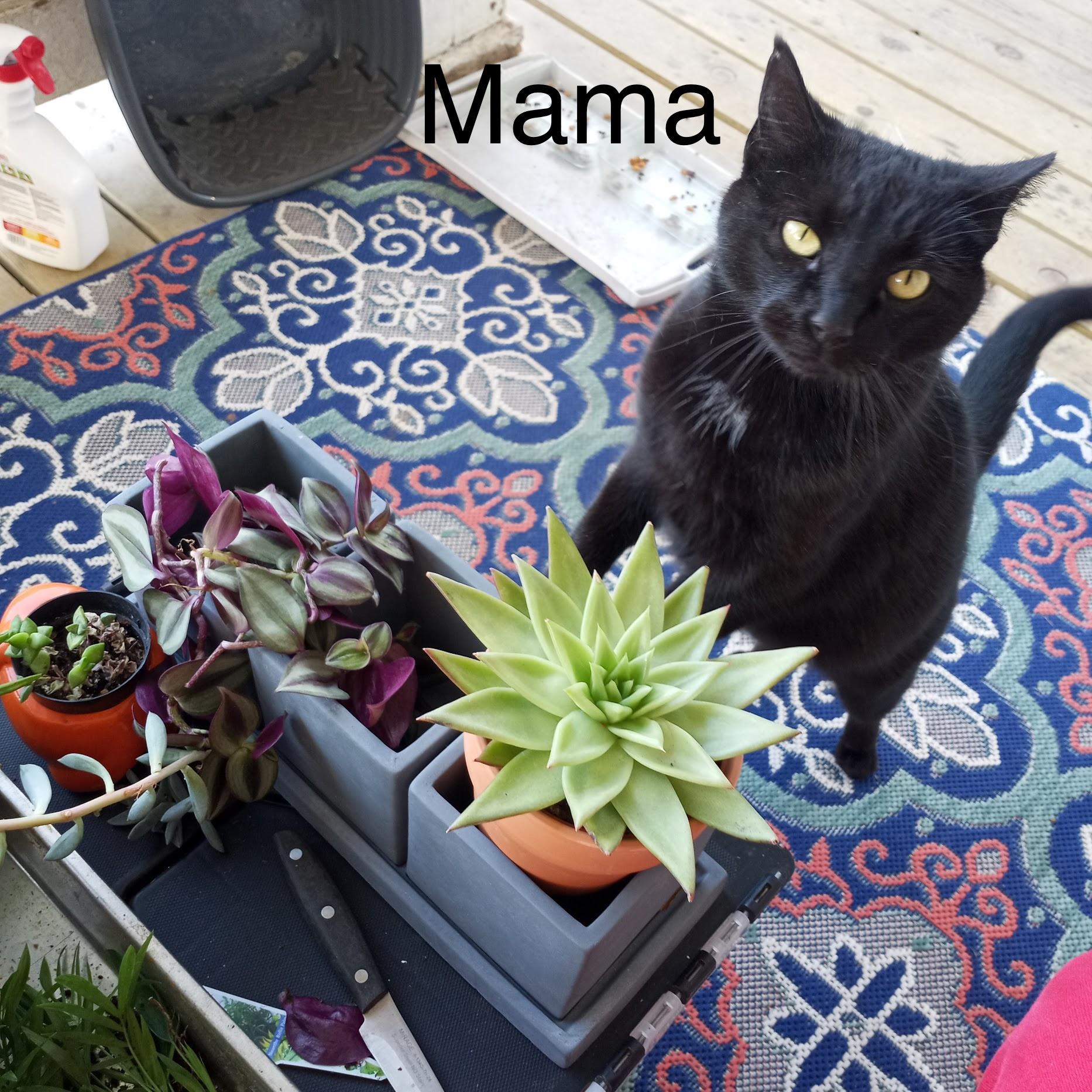 Mama (Kiki)