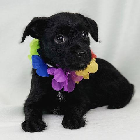 Enlarge Levi, an adopted mixed breed in Kerrville, TX image 1/1