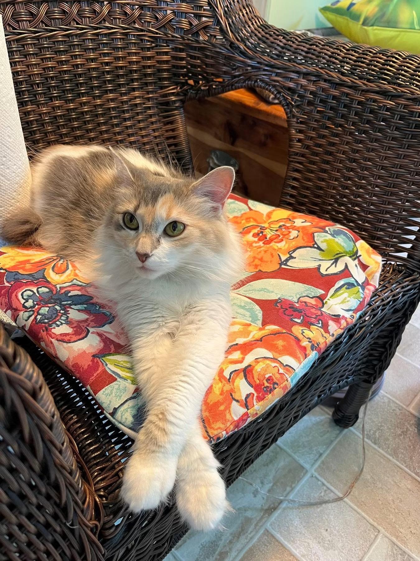 Paisley, ADOPTABLE, Adult Female Domestic Long Hair.