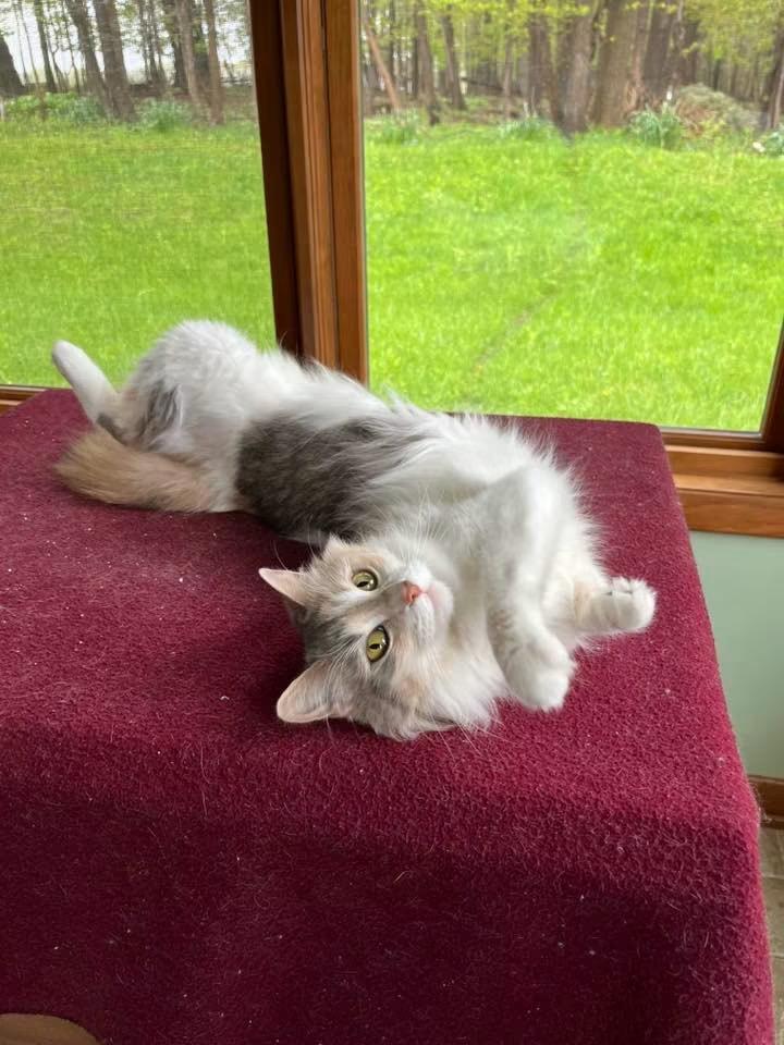Enlarge Paisley, a Adoptable Domestic Long Hair in Alexander, NY image 3/3
