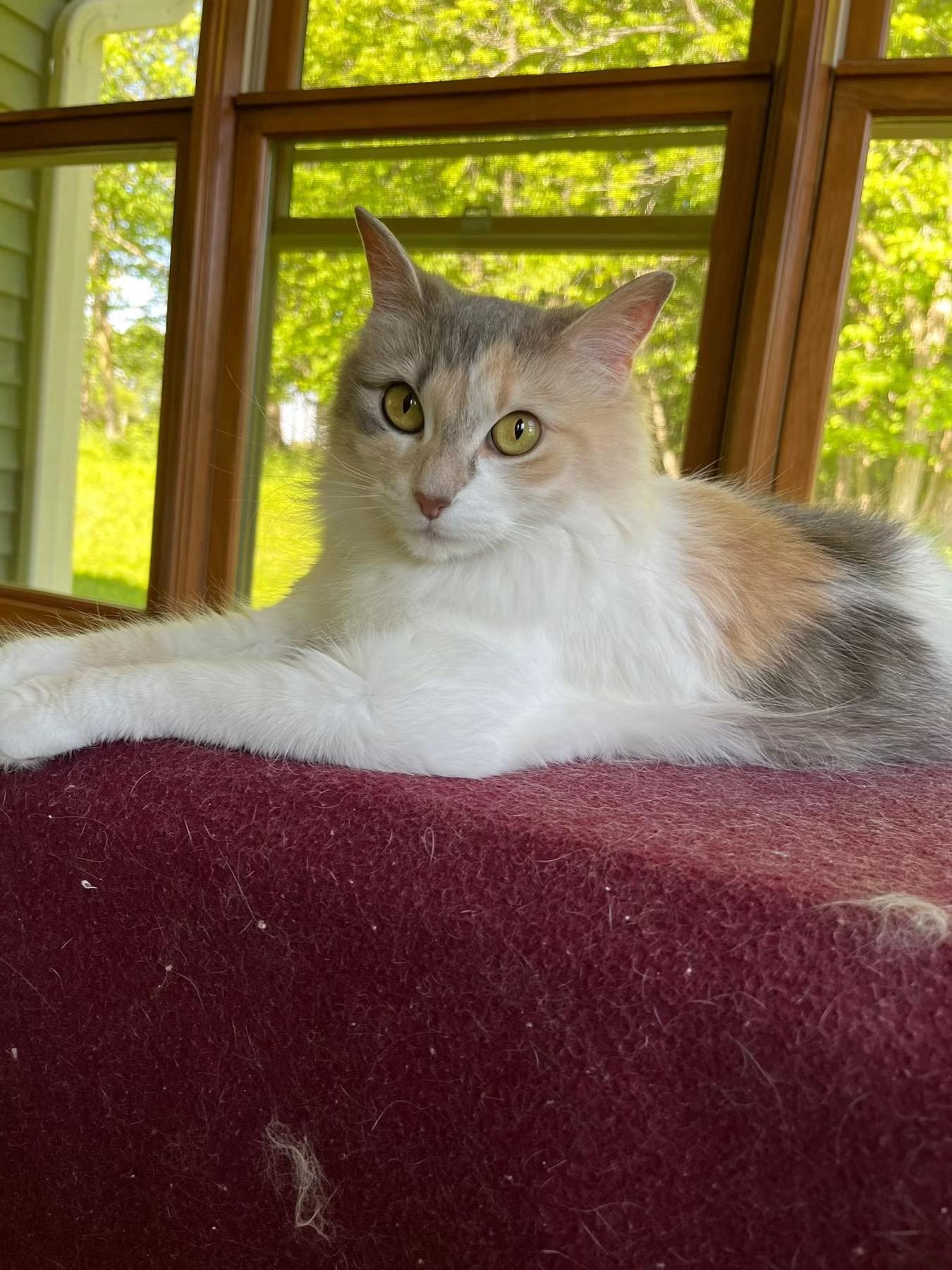 Enlarge Paisley, a Adoptable Domestic Long Hair in Alexander, NY image 2/3