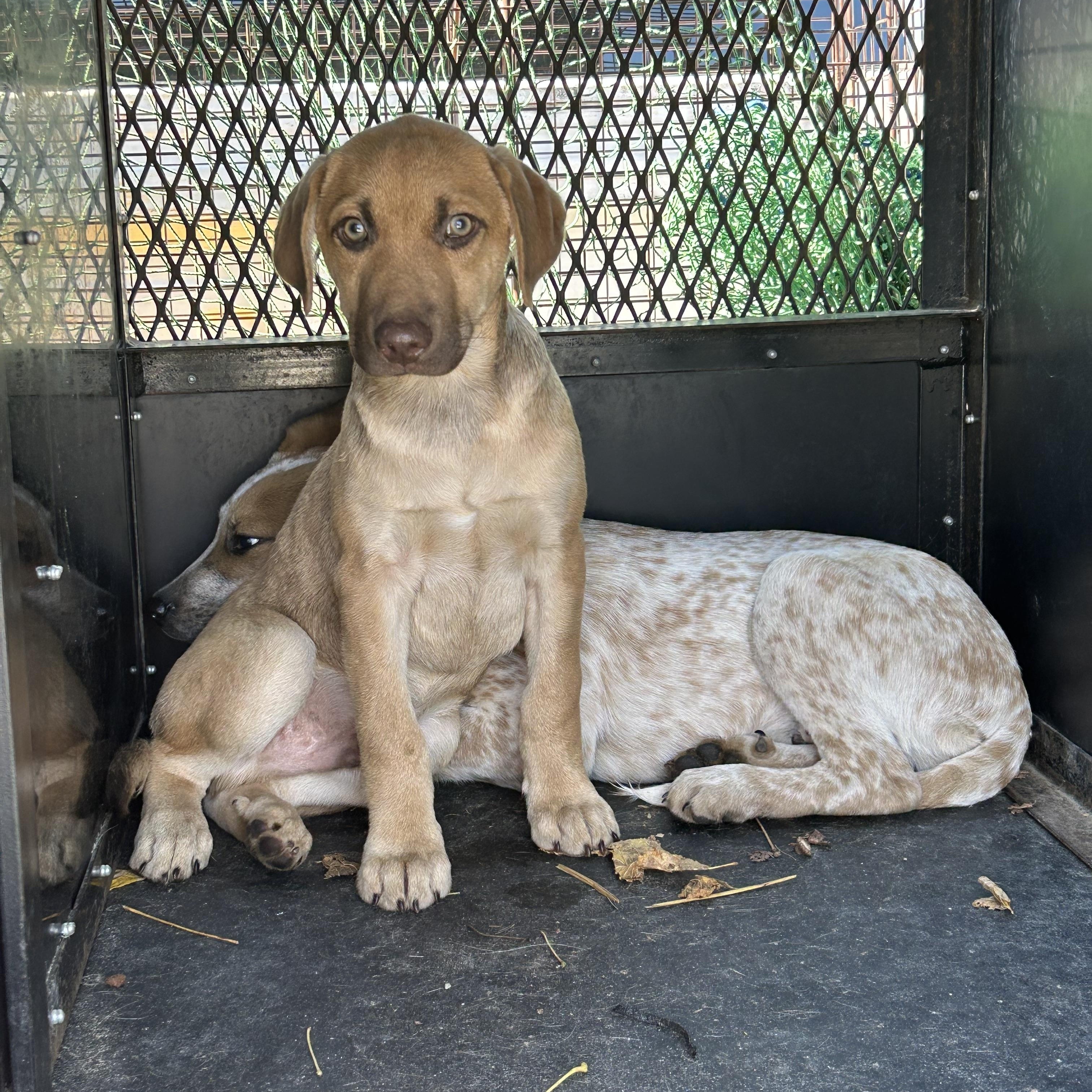 Nugget, Adoptable, Adult Male Australian Cattle Dog / Blue Heeler.