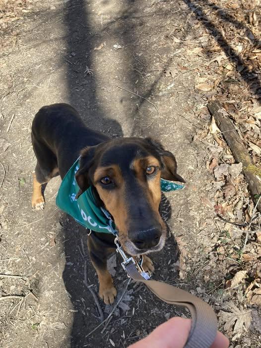Enlarge Studebaker, a ADOPTABLE mixed breed in Maidens, VA image 2/5