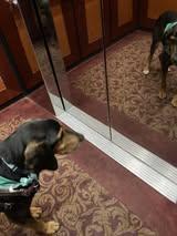 Enlarge Studebaker, a ADOPTABLE mixed breed in Maidens, VA image 4/5