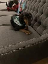 Enlarge Studebaker, a ADOPTABLE mixed breed in Maidens, VA image 3/5