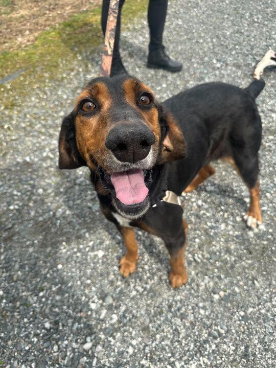 Enlarge Studebaker, a ADOPTABLE mixed breed in Maidens, VA image 1/5