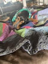 Enlarge Studebaker, a ADOPTABLE mixed breed in Maidens, VA image 5/5