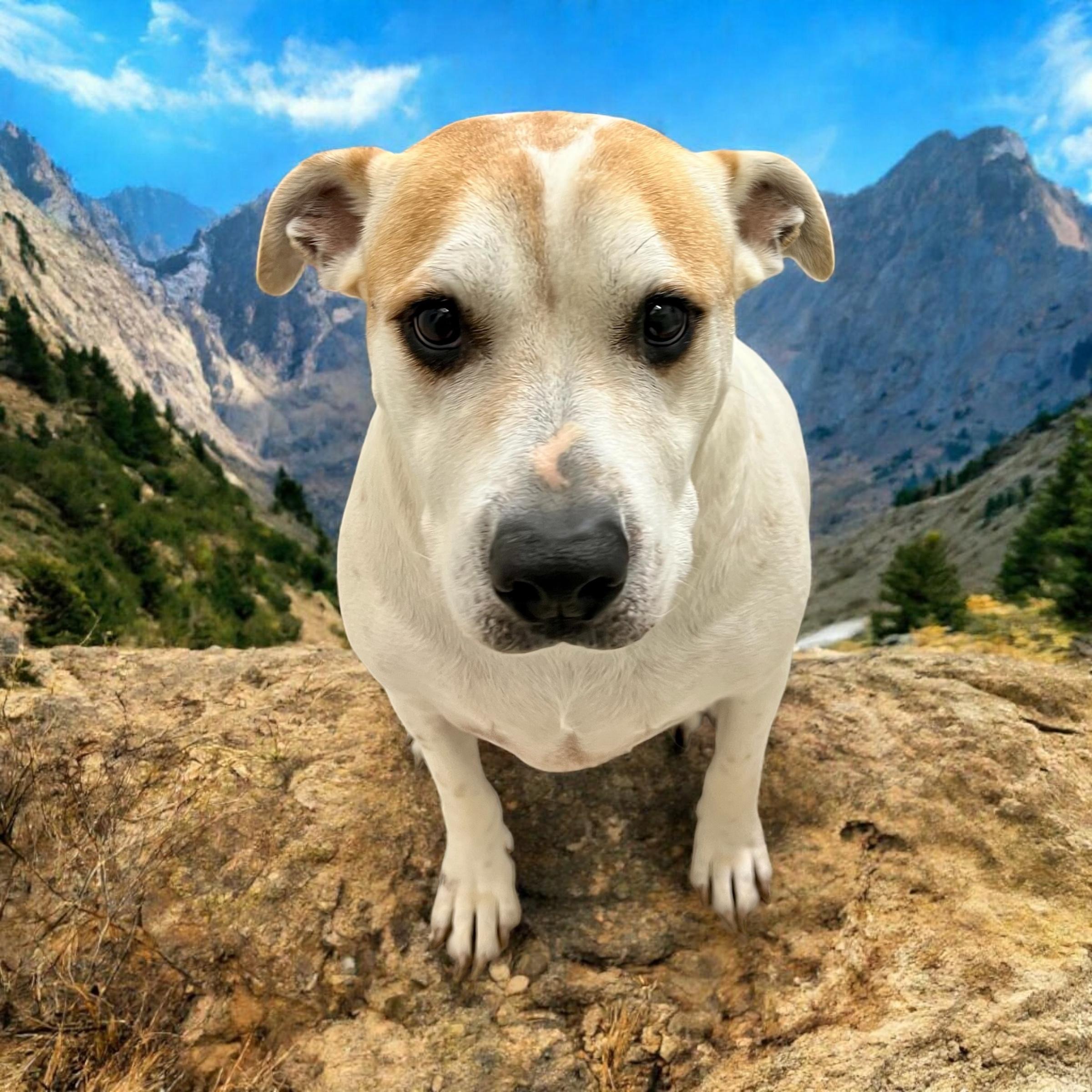 Honeypot, a Adoptable mixed breed in Horn Lake, MS image 6/6