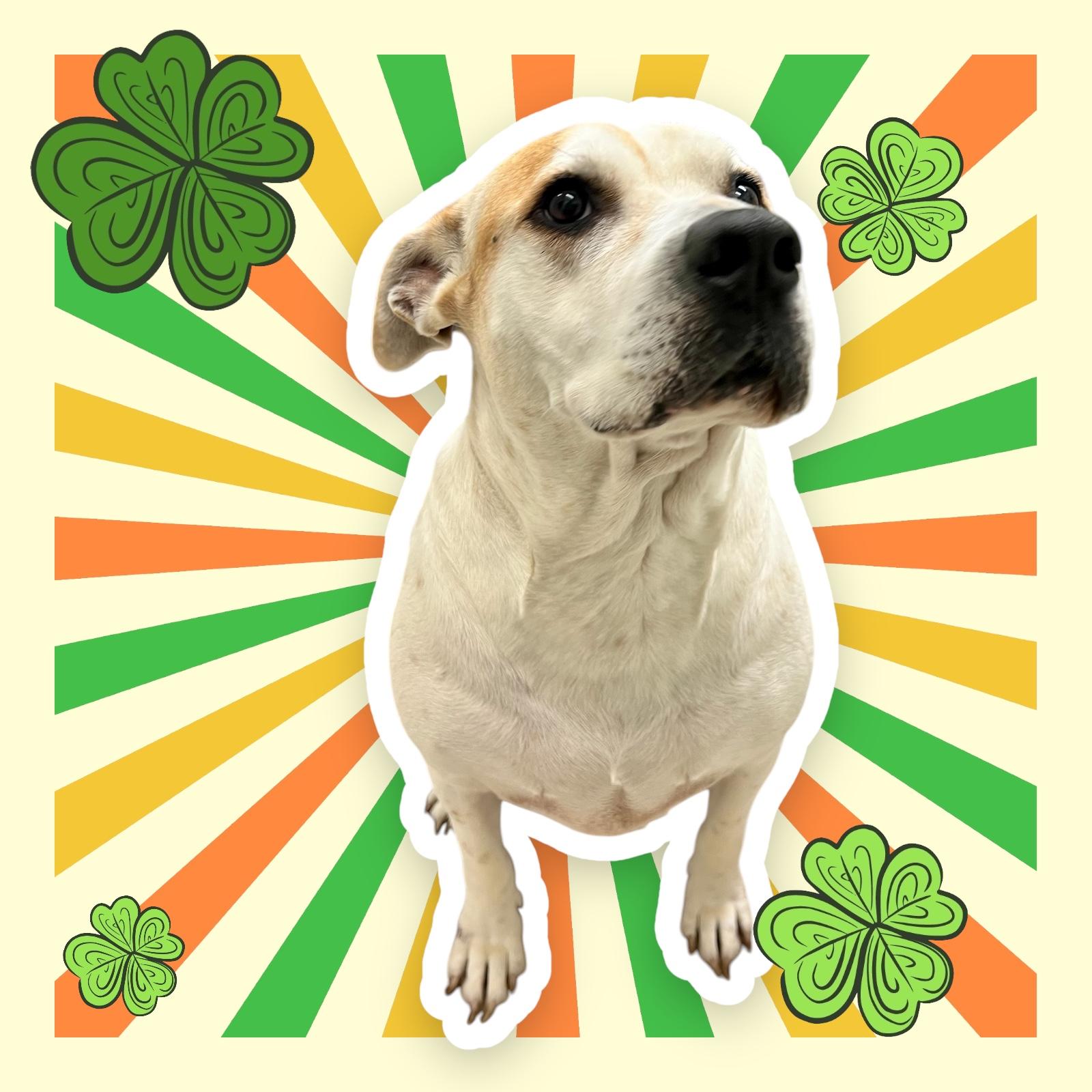 Honeypot, a Adoptable mixed breed in Horn Lake, MS image 4/6