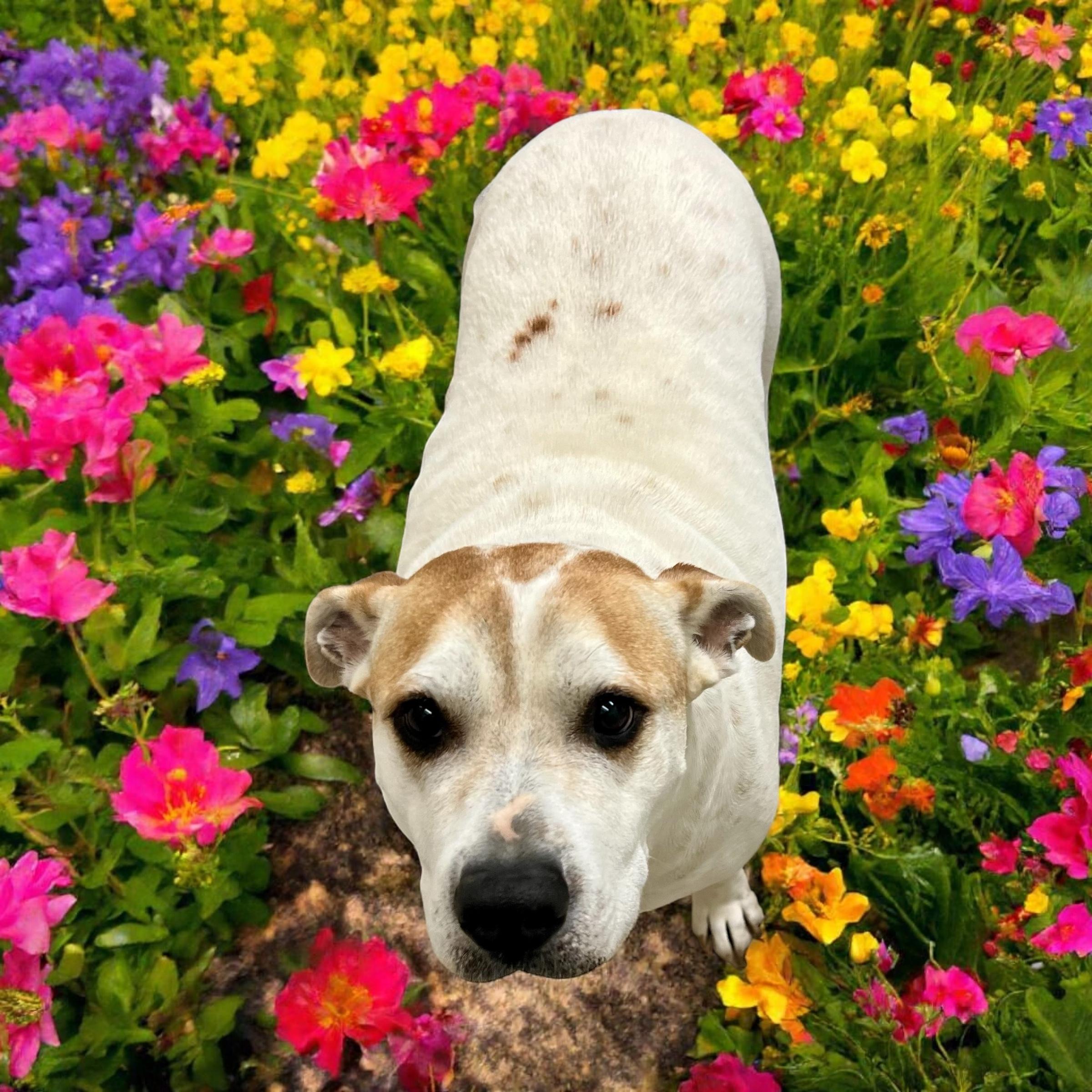 Honeypot, a Adoptable mixed breed in Horn Lake, MS image 3/6