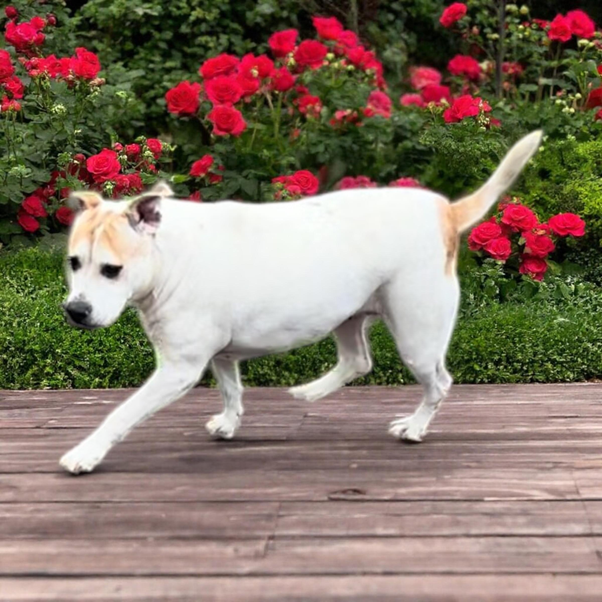 Honeypot, a Adoptable mixed breed in Horn Lake, MS image 5/6