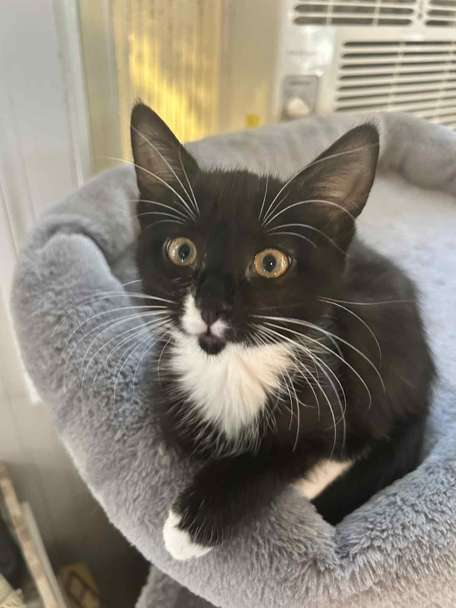 Asoka, Adopted, Kitten Female Domestic Short Hair.