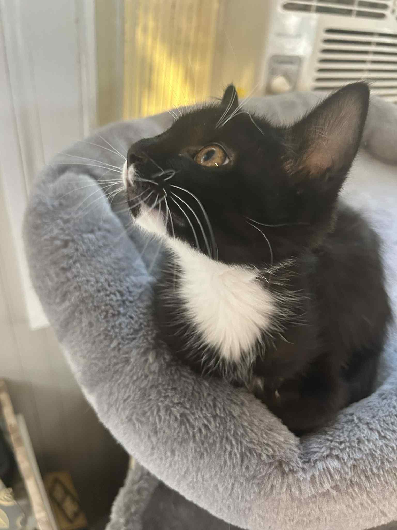 Enlarge Asoka, a Adopted Domestic Short Hair in Mount Pleasant, SC image 3/3