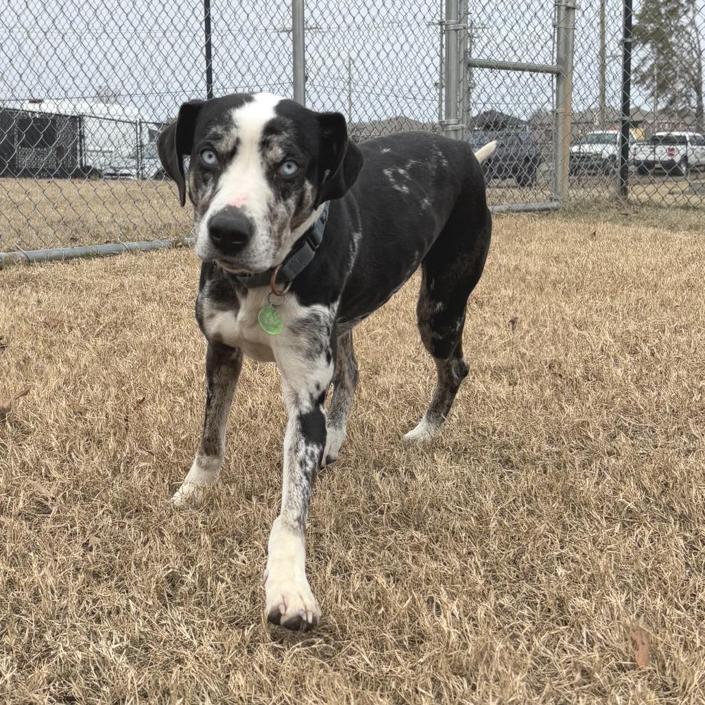 Ophelia, Adoptable, Adult Female Catahoula Leopard Dog.