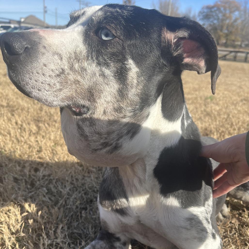 Ophelia, a Adoptable mixed breed in Cabot, AR image 2/5