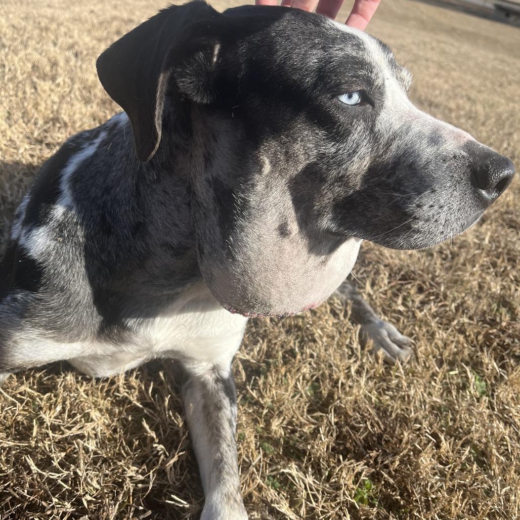 Ophelia, a Adoptable mixed breed in Cabot, AR image 3/5