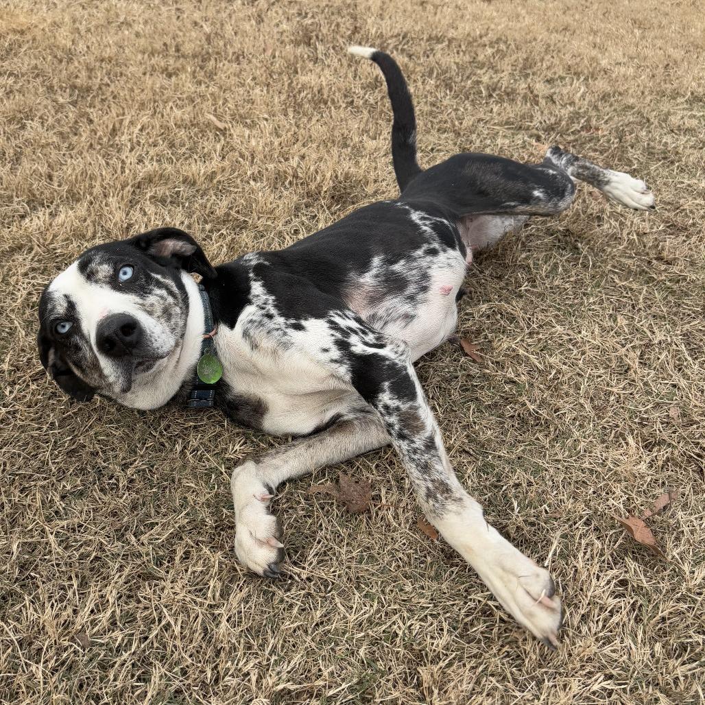 Enlarge Ophelia, a Adoptable mixed breed in Cabot, AR image 2/3
