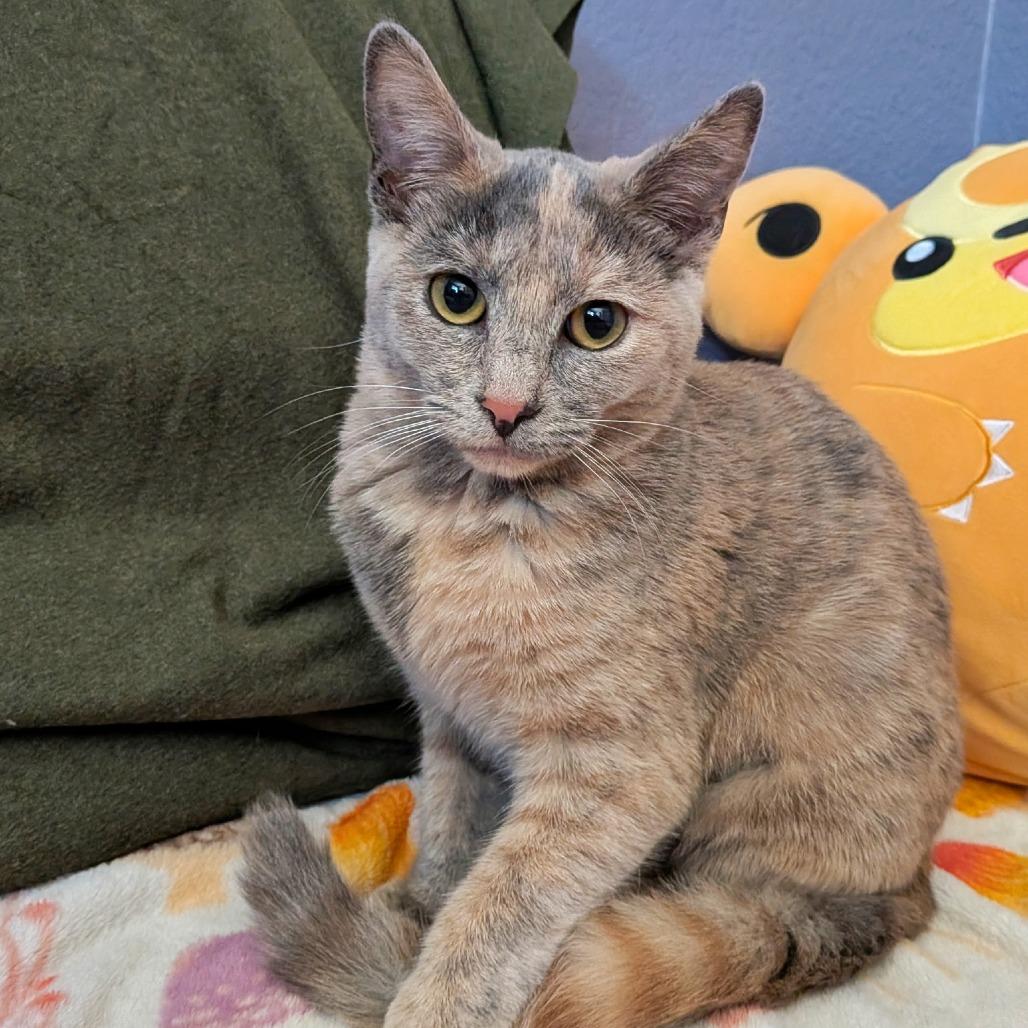 Enlarge Nala, a Adoptable Domestic Short Hair in Temecula, CA image 2/4