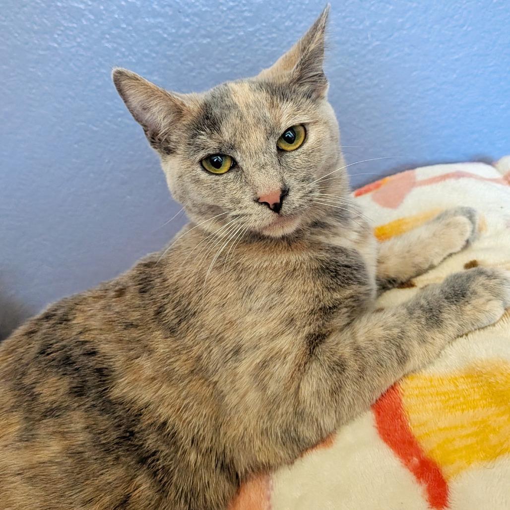Enlarge Nala, a Adoptable Domestic Short Hair in Temecula, CA image 3/4