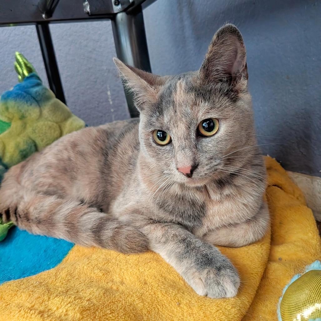 Enlarge Nala, a Adoptable Domestic Short Hair in Temecula, CA image 4/4