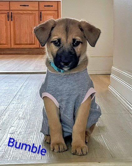 Bumble (20260110-08), adopted, Puppy Male Shepherd.
