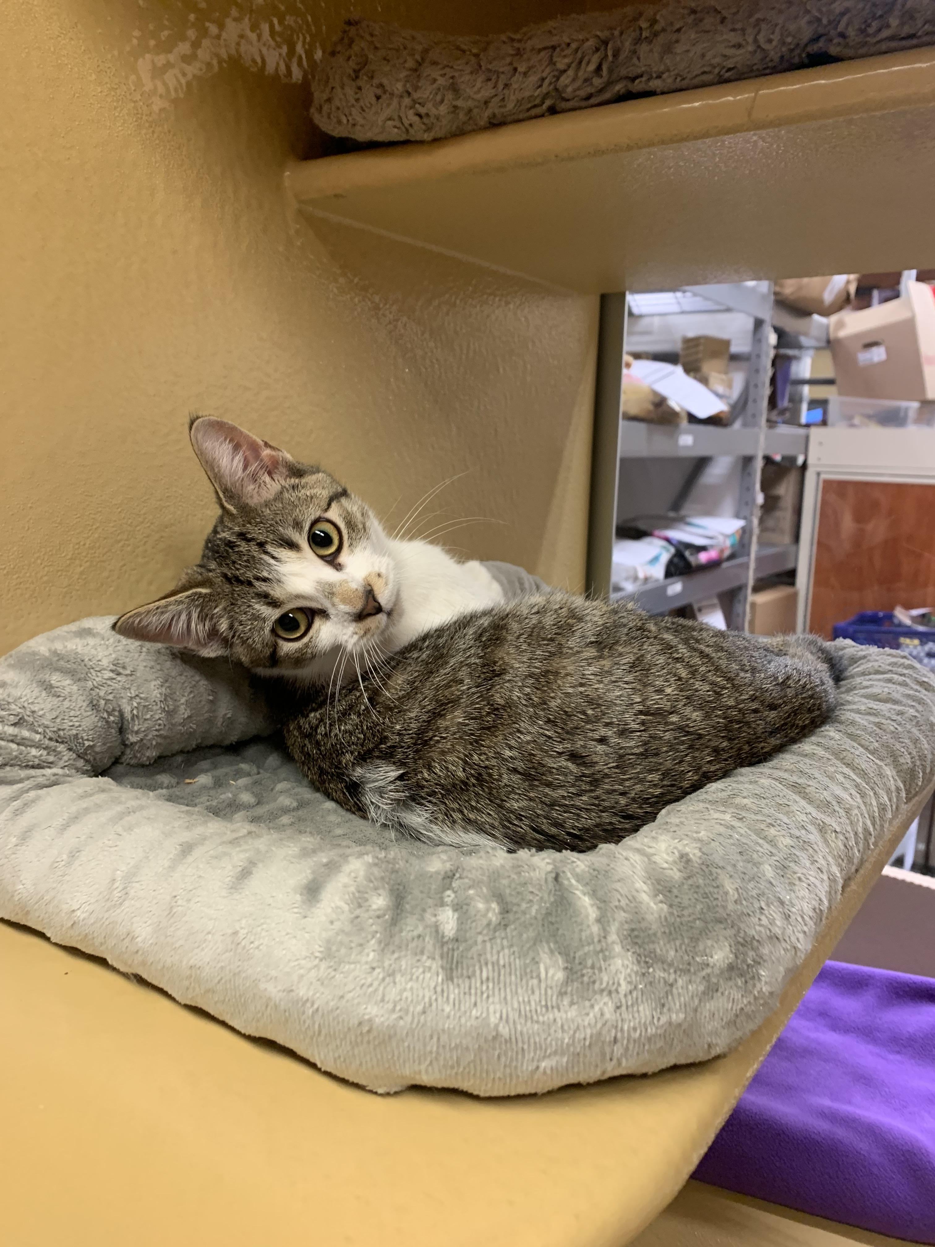 Flash, Adoptable, Kitten Female Domestic Short Hair.